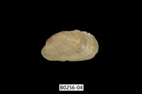 藏品(紫斑船蛤)的圖片